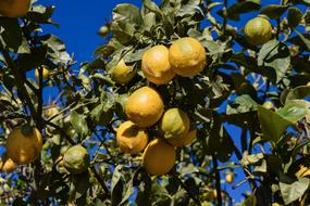 Lemon Tree Morning