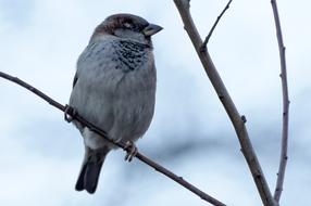 Sparrow Bird branch