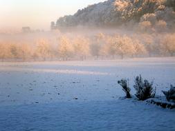 winter snowfield with trees