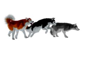 three husky dogs drawing