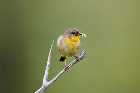 Warbler Bird with Worm