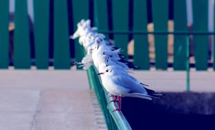 Seagulls Birds white