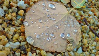 Fall Leaves Autumn Leaf