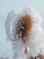 Winter Frost Cold