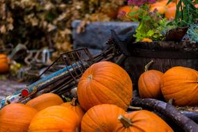 Halloween Autumn
