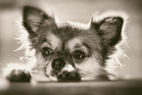 Chihuahua Curious Pet face