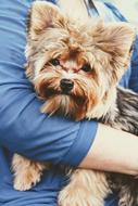 yorkshire terrier, Doggy on female hand