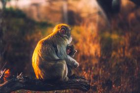 Monkey Mother and Baby sun forest