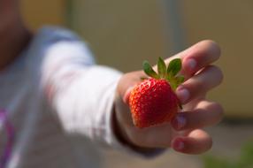 Strawberries Hand