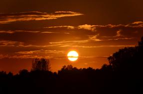 sunset on a plant silhouette