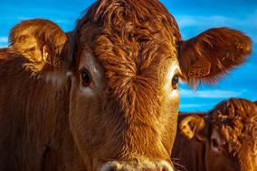 brown cattle head close up