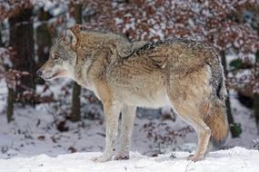 Wolf Predator Carnivores Canis