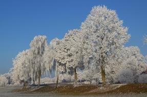 snowy beautiful trees against a blue sky background