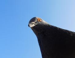 Dove Bird Head