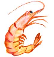 hand painting picture shrimp
