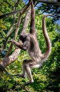 Cute, colorful and beautiful, fluffy spider monkey, on the green trees