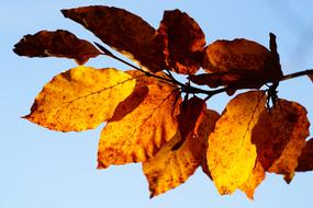Beech Leaves Branch