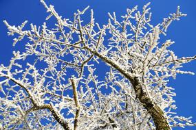Tree Hoarfrost Branch