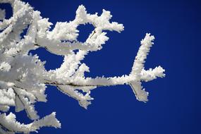 Aesthetic Branches Hoarfrost