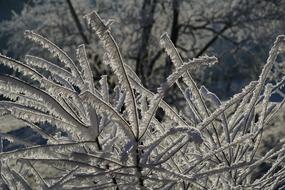 Bush Iced Hoarfrost