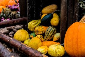 Halloween Autumn
