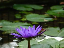 蓮 Perfume Flowers Lotus Xiang Qi