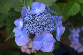 flowers purple background garden