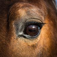 Close-up of the shiny eye, of the cute and beautiful, brown horse, in light