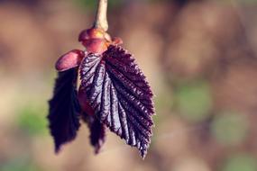 red leaves on a branch