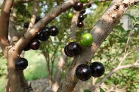 Garbo Greta Fruit Tree Grape