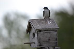 Birdhouse Swallow