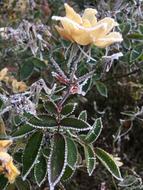 Shrub Rose Frost