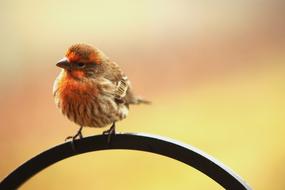 House Finch Early Bird Perched