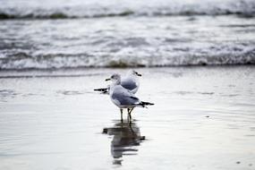 Seagulls Shore