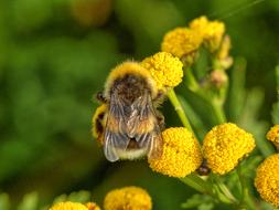 bumblebee feeding on tansy flower