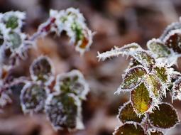 Rose Petals Hoarfrost Frost