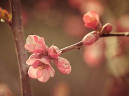 Pink Flowers