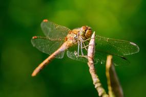 Dragonfly Throne