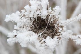Frost Grasses Winter Snow