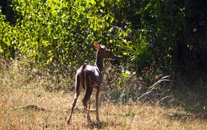 Deer Wildlife forest