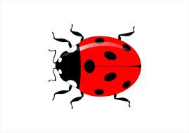 ladybug on white background