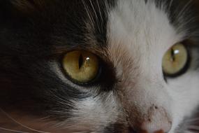 Cat Look eye yellow close-up
