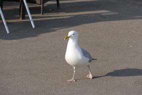 Seagull Bird white city