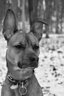 Dog Forest Snow Black And white