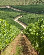 Baranya Wine Region Kisharsány
