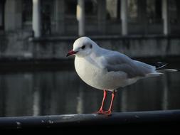 Seagull Railing Zurich
