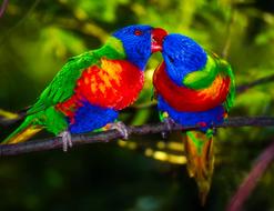colorful Parrots Pair Birds