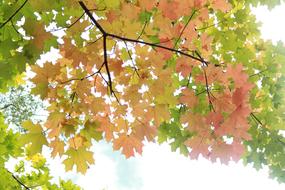 Cornelio Montalbo Fall
