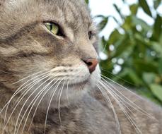 Portrait of the cute, beautiful, colorful and tabby cat among the plants