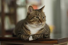 China Chinchilla Leopard Cat Tabby